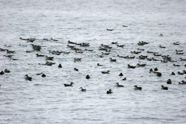 Shearwaters